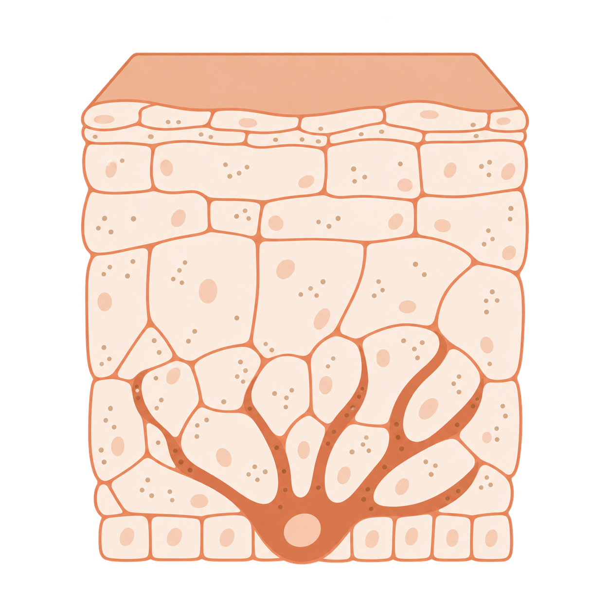 Skin cross-section showing a brighter, more even skin tone